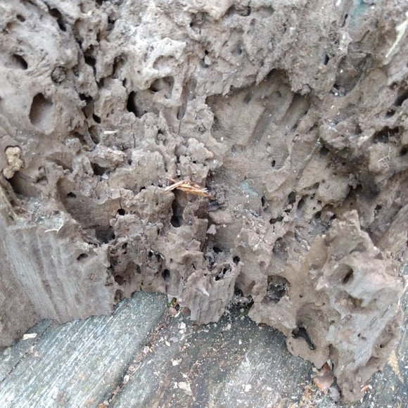 Nature Accents Unique Weathered Wood Piece Boring Insect Burrows